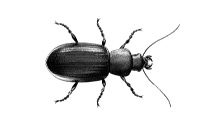 Ground-Beetle