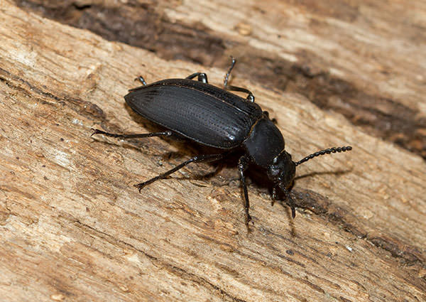 Beetle-3