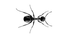 Mound-Ant