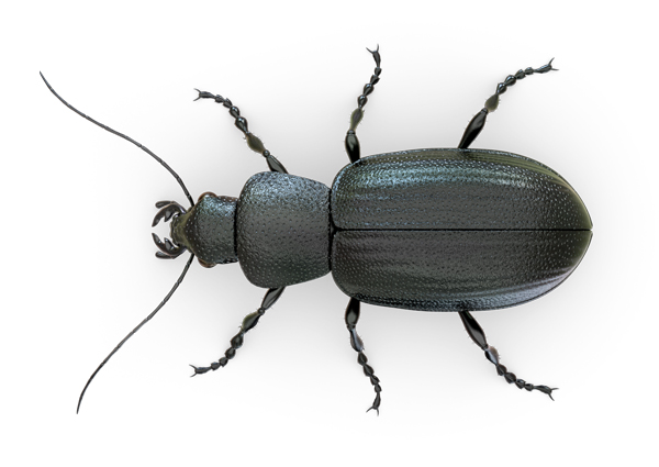 Ground-Beetle-Top