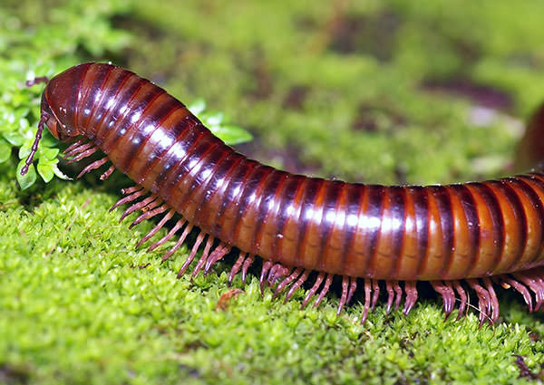 Millipede-4