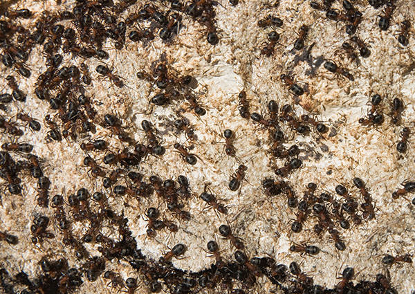 Mound-Building-Ant-3
