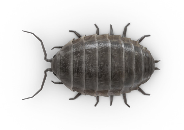 Sow-Bug-Top