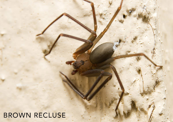 Spiders