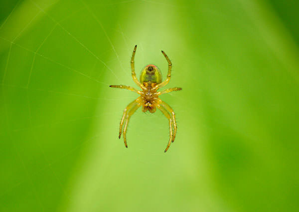 Spiders